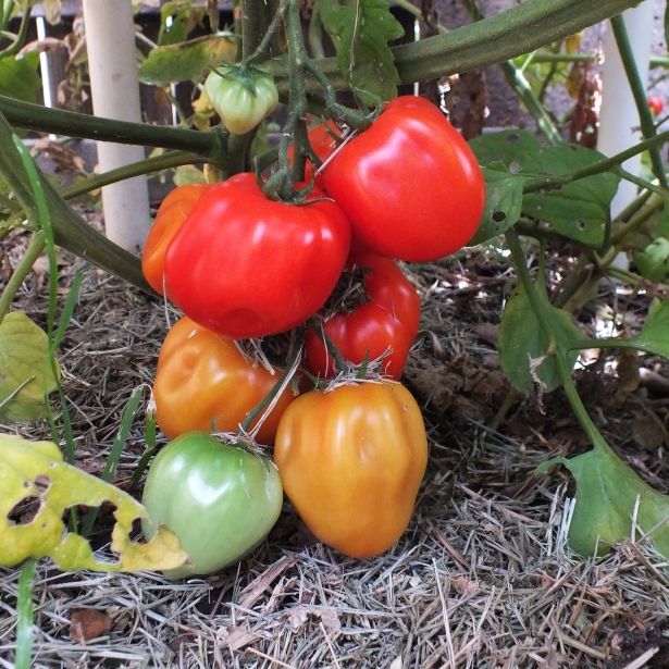 Selbo's Ribbed Red Cherry fruit 2 photo SelbosRRCfruit2_zpscafd4792.jpg